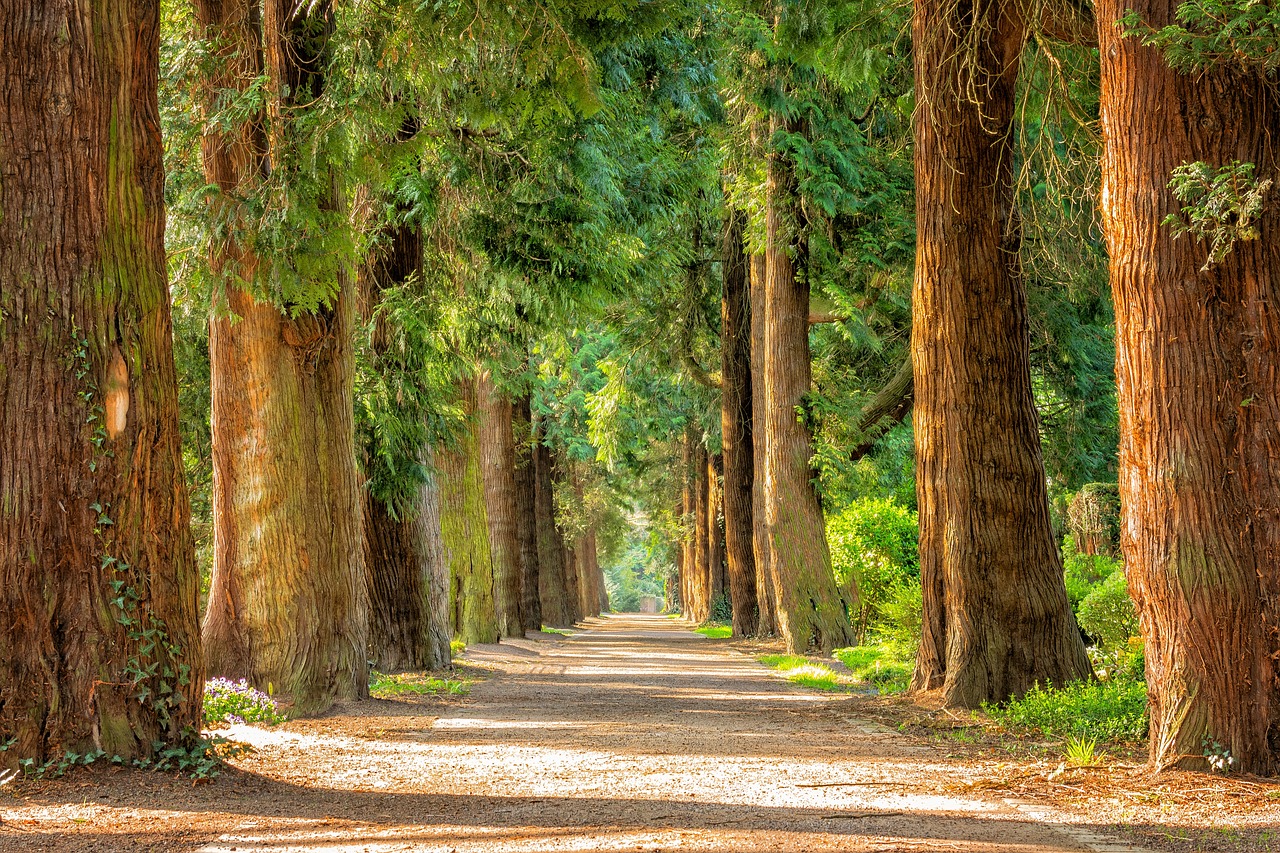 A park with a walkway and many large trees